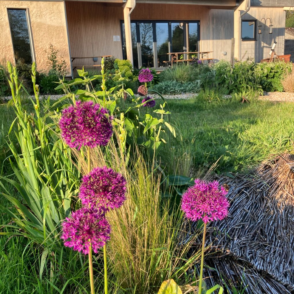 Purple flowers in the gardens at Spithurst Hub