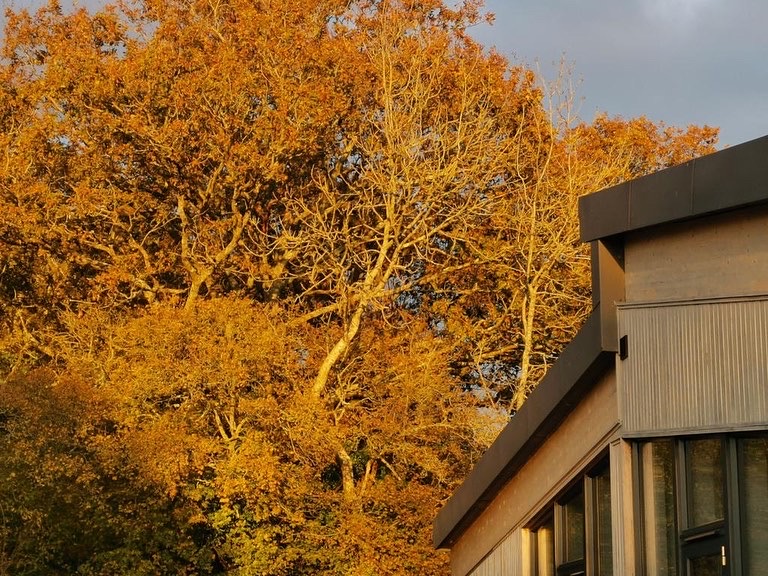 Autumnal trees behind Spithurst Hub