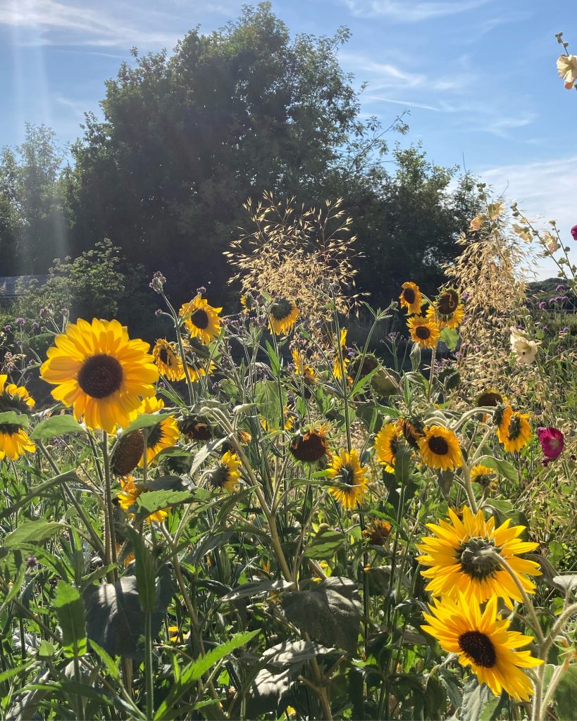 Sunflowers in the gardens at Spithurst Hub