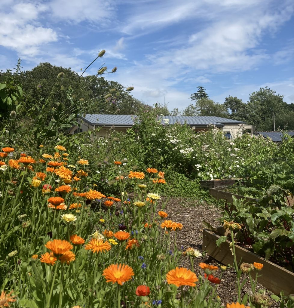 Mixed flowers and vegetables in the gardens at Spithurst Hub