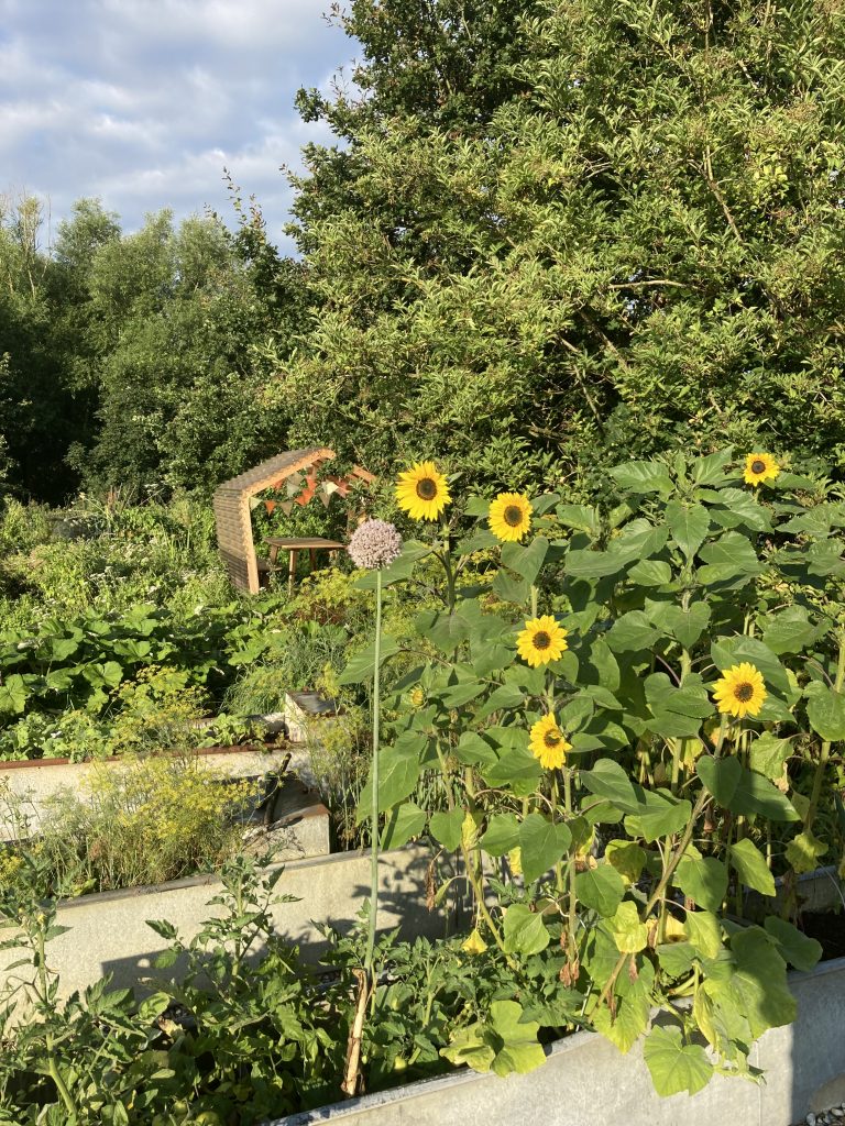 Sunflowers in the gardens at Spithurst Hub