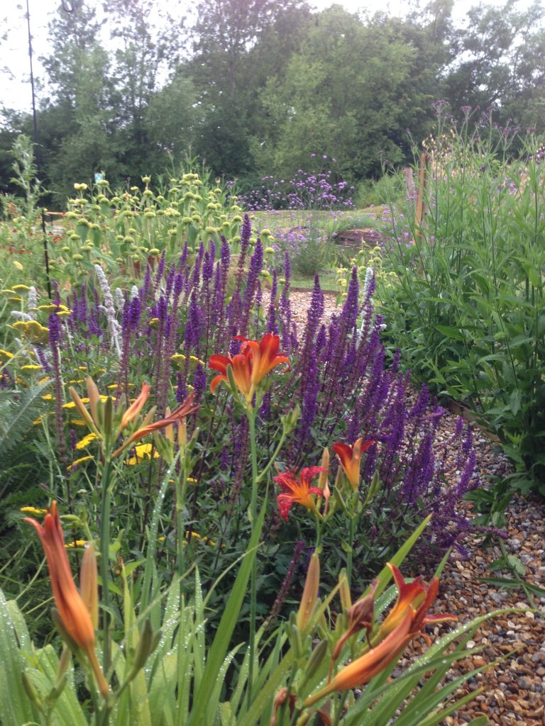 Mixed flowers in the gardens at Spithurst Hub