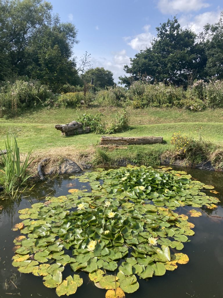 The pond in the gardens at Spithurst Hub